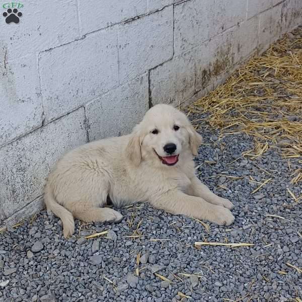 Samson, English Cream Golden Retriever Puppy